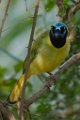 Green Jay 2014-01-25